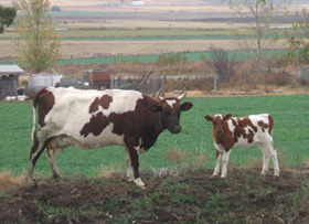 blue-with-last-years-heifer-calf