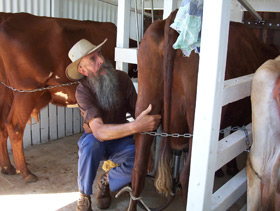 milking-at-the-highfields-pioneer-